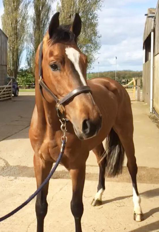competition stud, training yard, stud livery and horses for sale in Lincolnshire UK