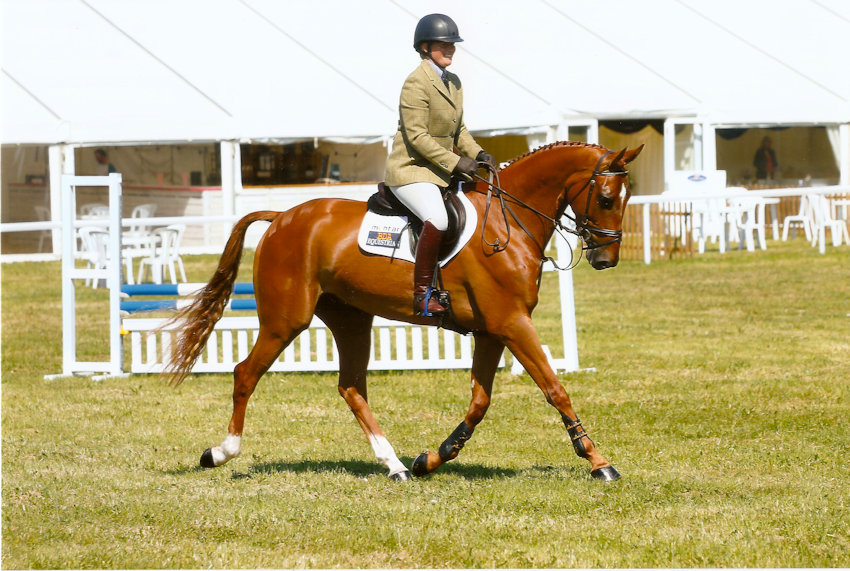 competition stud, training yard and stud livery in Lincolnshire and UK