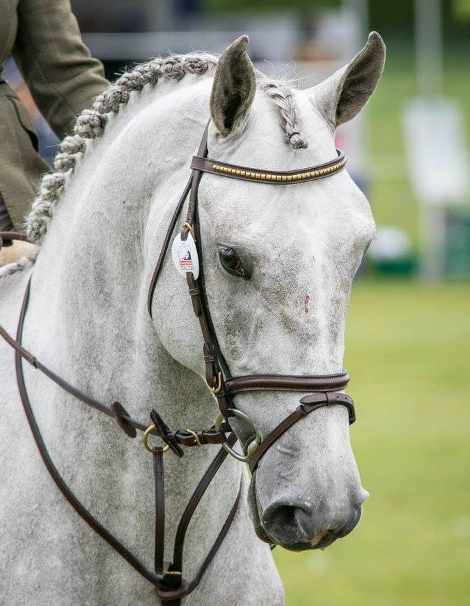 Gallery | competition stud, training yard and stud livery in Lincolnshire and UK gallery image 31
