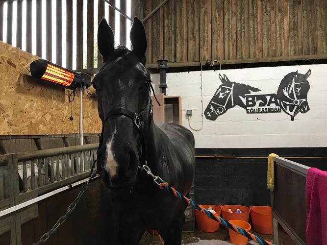 Happy horses go home, new ones arrive @ BDA this week This week sees the arrival of some new equine faces at BDA, new yoga exercises, new heat lamps and signage!  